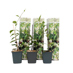 Iasomie - 3 buc - Trachelospermum jasminoides - Înălţime 25-40cm - ⌀9cm