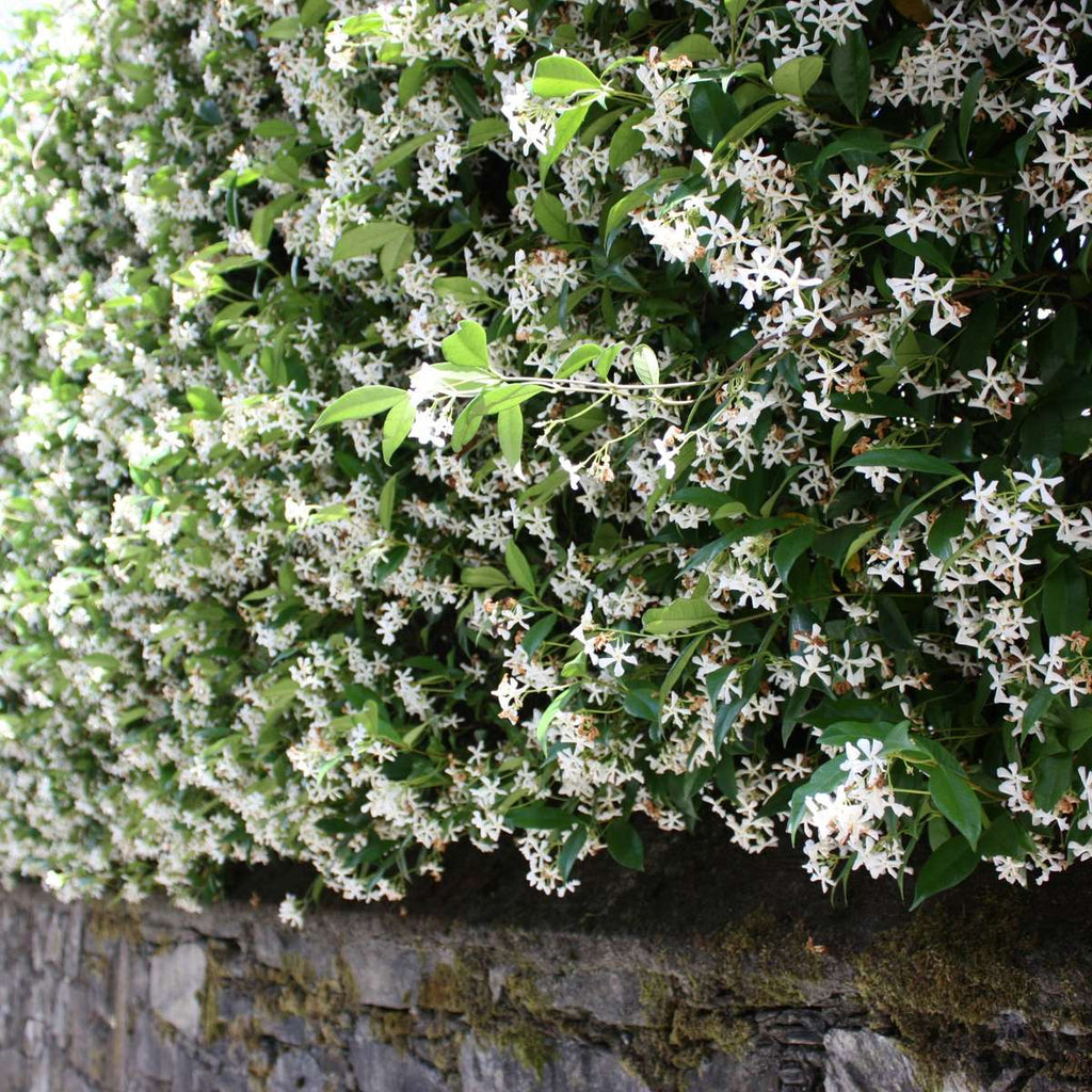 Iasomie - 6 buc - Trachelospermum jasminoides - Înălţime 25-40cm - ⌀9cm