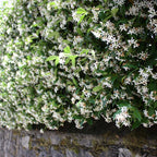 Iasomie - 6 buc - Trachelospermum jasminoides - Înălţime 25-40cm - ⌀9cm
