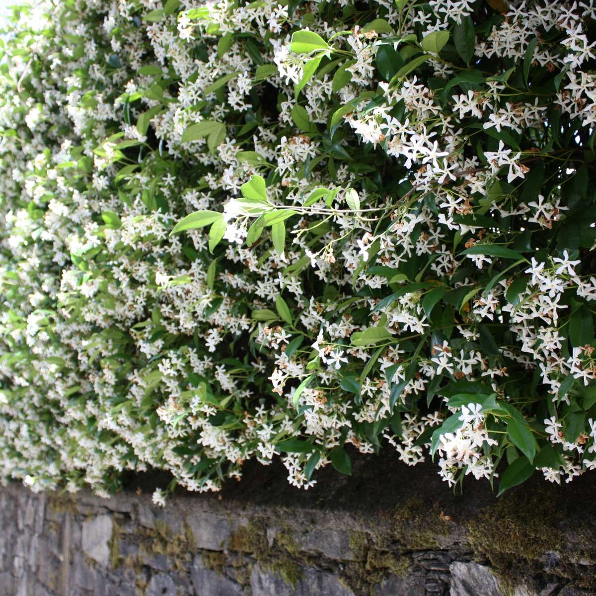 Iasomie - 6 buc - Trachelospermum jasminoides - Înălţime 25-40cm - ⌀9cm