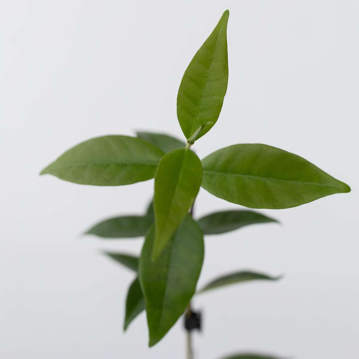 Iasomie - 6 buc - Trachelospermum jasminoides - Înălţime 25-40cm - ⌀9cm