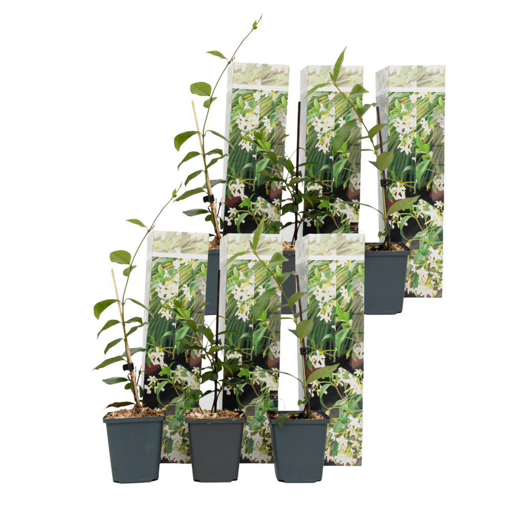 Iasomie - 6 buc - Trachelospermum jasminoides - Înălţime 25-40cm - ⌀9cm