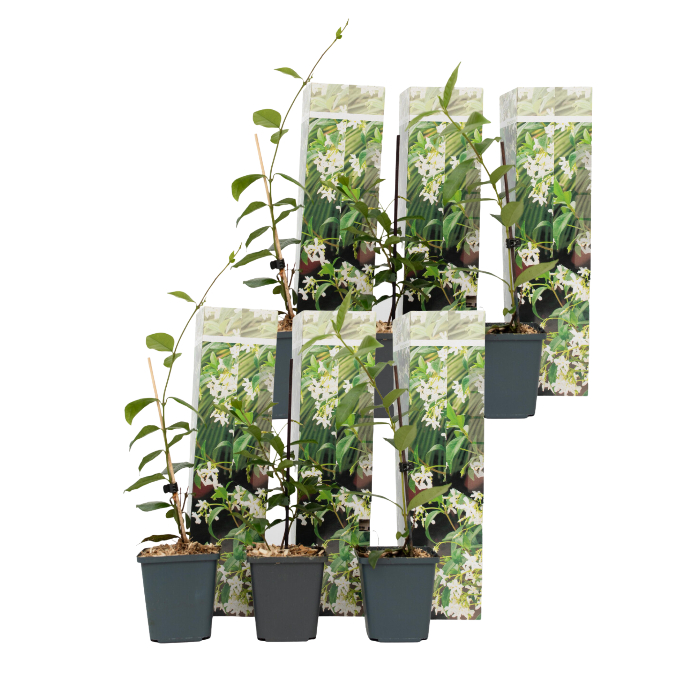 Iasomie - 6 buc - Trachelospermum jasminoides - Înălţime 25-40cm - ⌀9cm