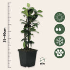 Iasomie - 6 buc - Trachelospermum jasminoides - Înălţime 25-40cm - ⌀9cm