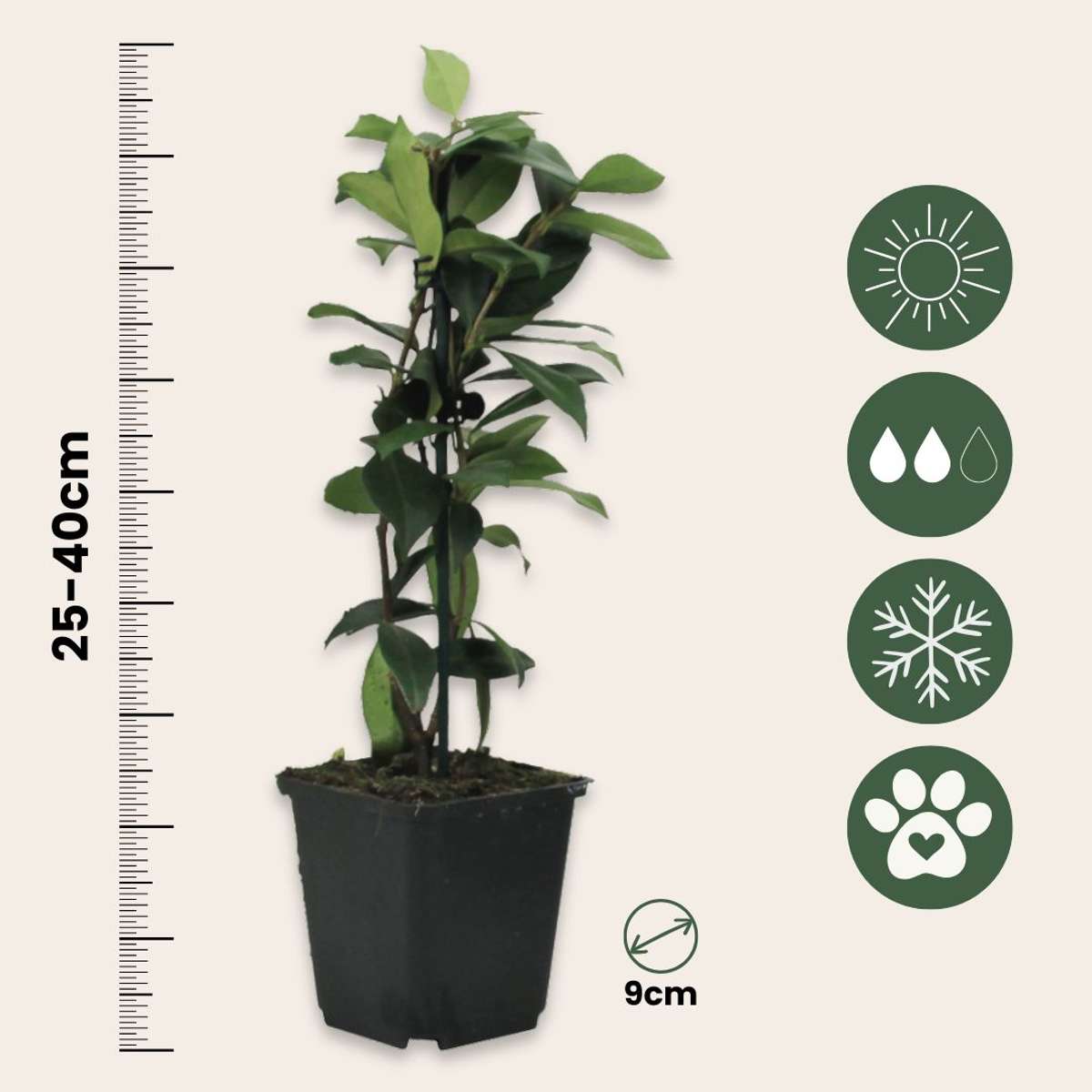 Iasomie - 6 buc - Trachelospermum jasminoides - Înălţime 25-40cm - ⌀9cm