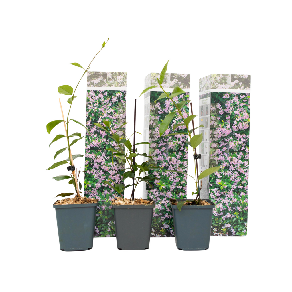 Iasomie - 3 buc - Trachelospermum jasminoides - Înălţime 25-40cm - ⌀9cm