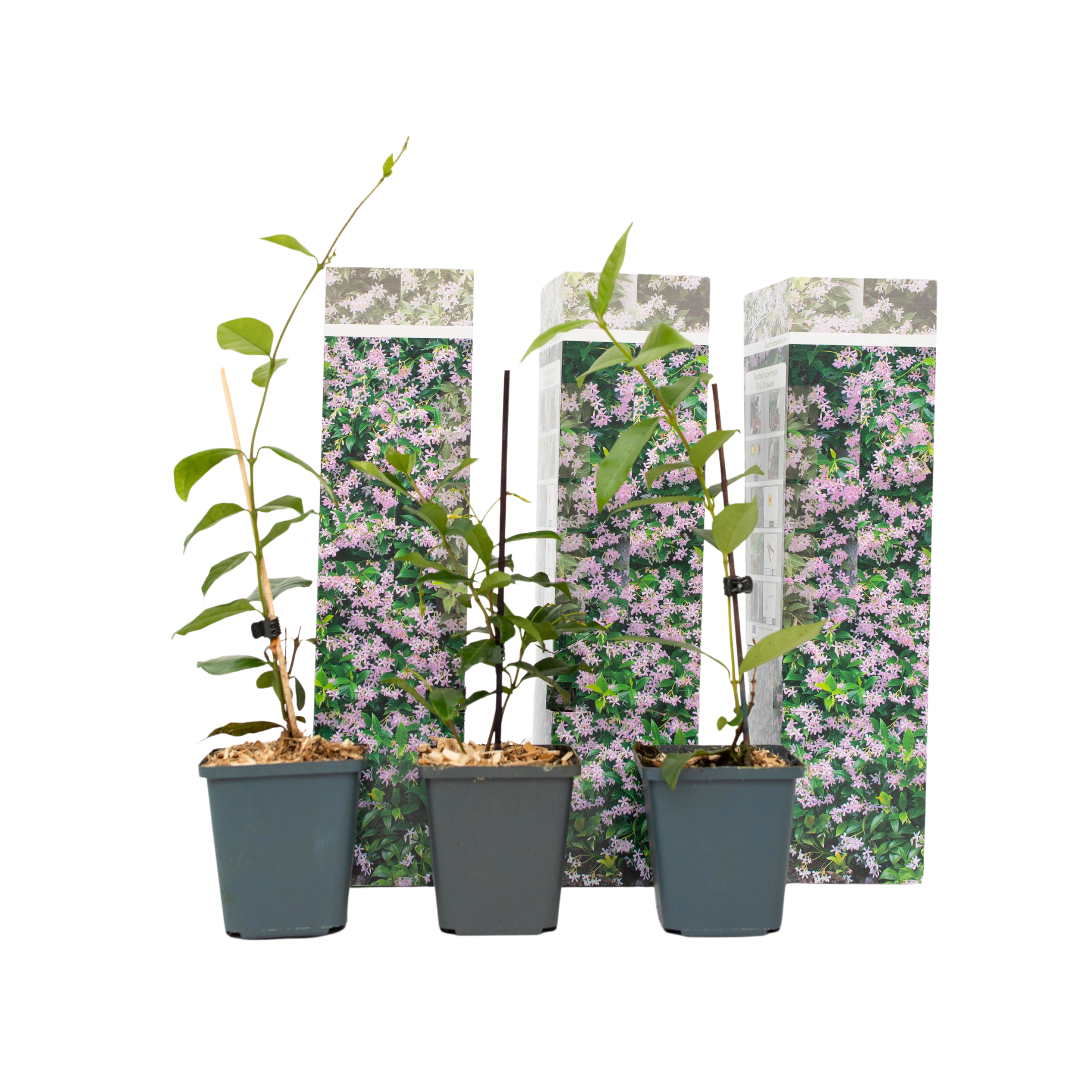 Iasomie - 3 buc - Trachelospermum jasminoides - Înălţime 25-40cm - ⌀9cm