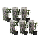 Iasomie - 6 buc - Trachelospermum jasminoides - Înălţime 25-40cm - ⌀9cm