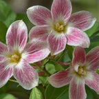 Iasomie - 3 buc - Jasminum 'Summer Scent' - Înălţime 25-40cm - ⌀9cm