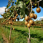 Planta de kiwi - 6 buc - Actinidia deliciosa 'Jenny' - Înălţime 20-40cm - ⌀9cm