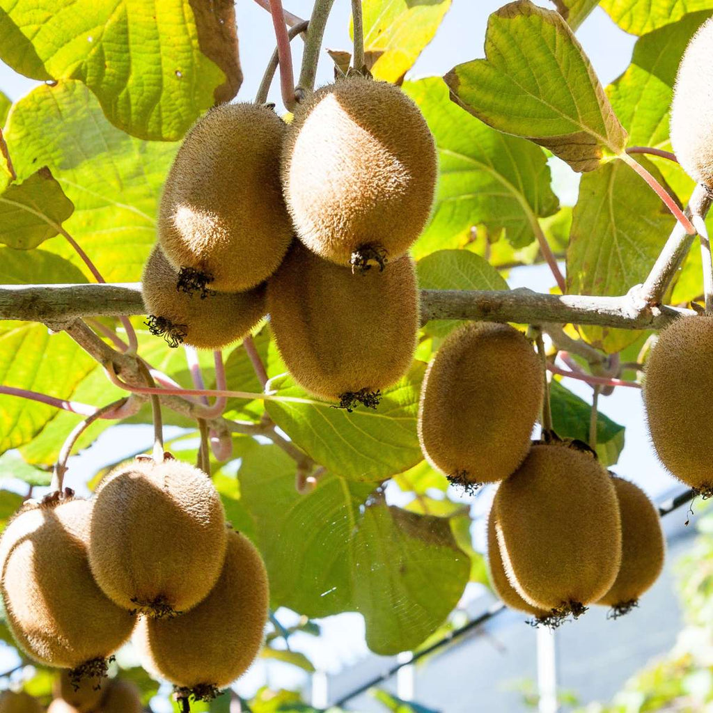 Planta de kiwi - 6 buc - Actinidia deliciosa 'Jenny' - Înălţime 20-40cm - ⌀9cm