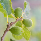 Amestecul mediteranean - 8 buc - Înălţime 25-40cm - ⌀9cm