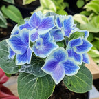 Hortensie - 6 buc - Hydrangea macrophylla 'Bavaria' - Înălţime 25-40cm - ⌀9cm