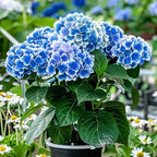 Hortensie - 3 buc - Hydrangea macrophylla 'Bavaria' - Înălţime 25-40cm - ⌀9cm