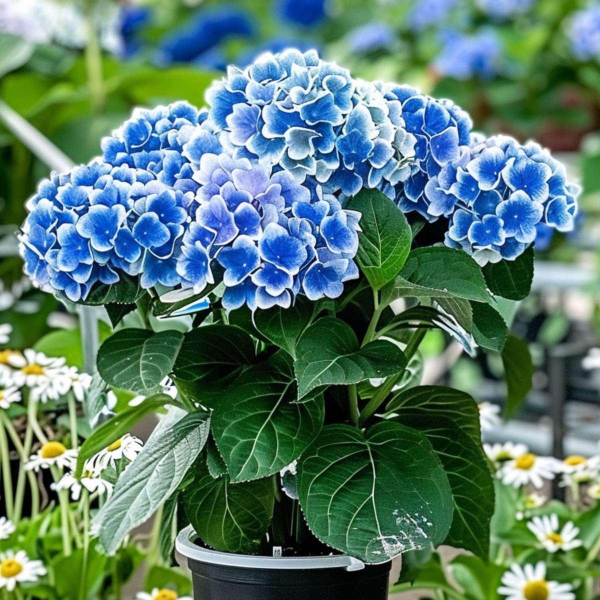 Hortensie - 3 buc - Hydrangea macrophylla 'Bavaria' - Înălţime 25-40cm - ⌀9cm