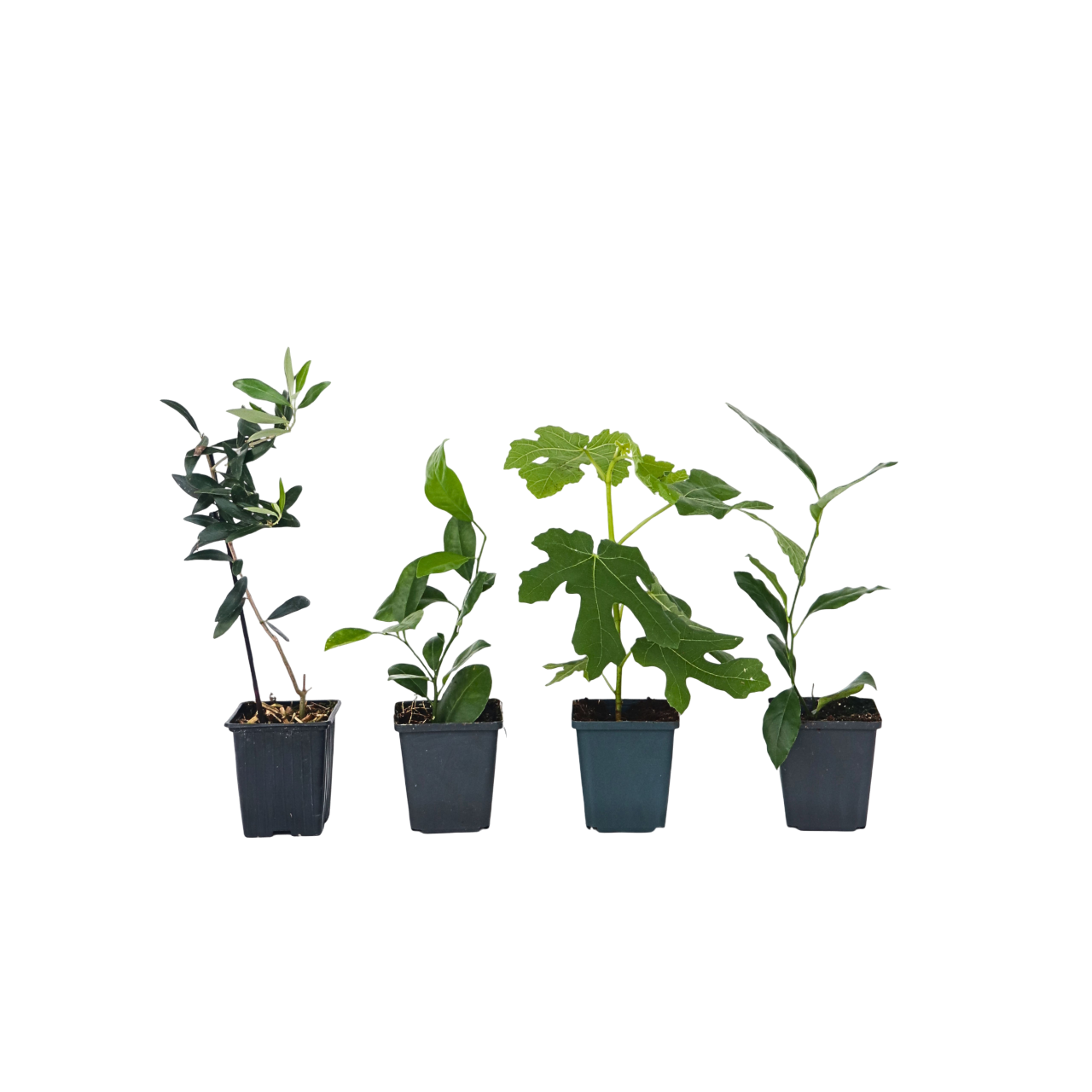 Amestecul mediteranean - 4 buc - Înălţime 25-40cm - ⌀9cm