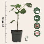 Amestecul mediteranean - 8 buc - Înălţime 25-40cm - ⌀9cm