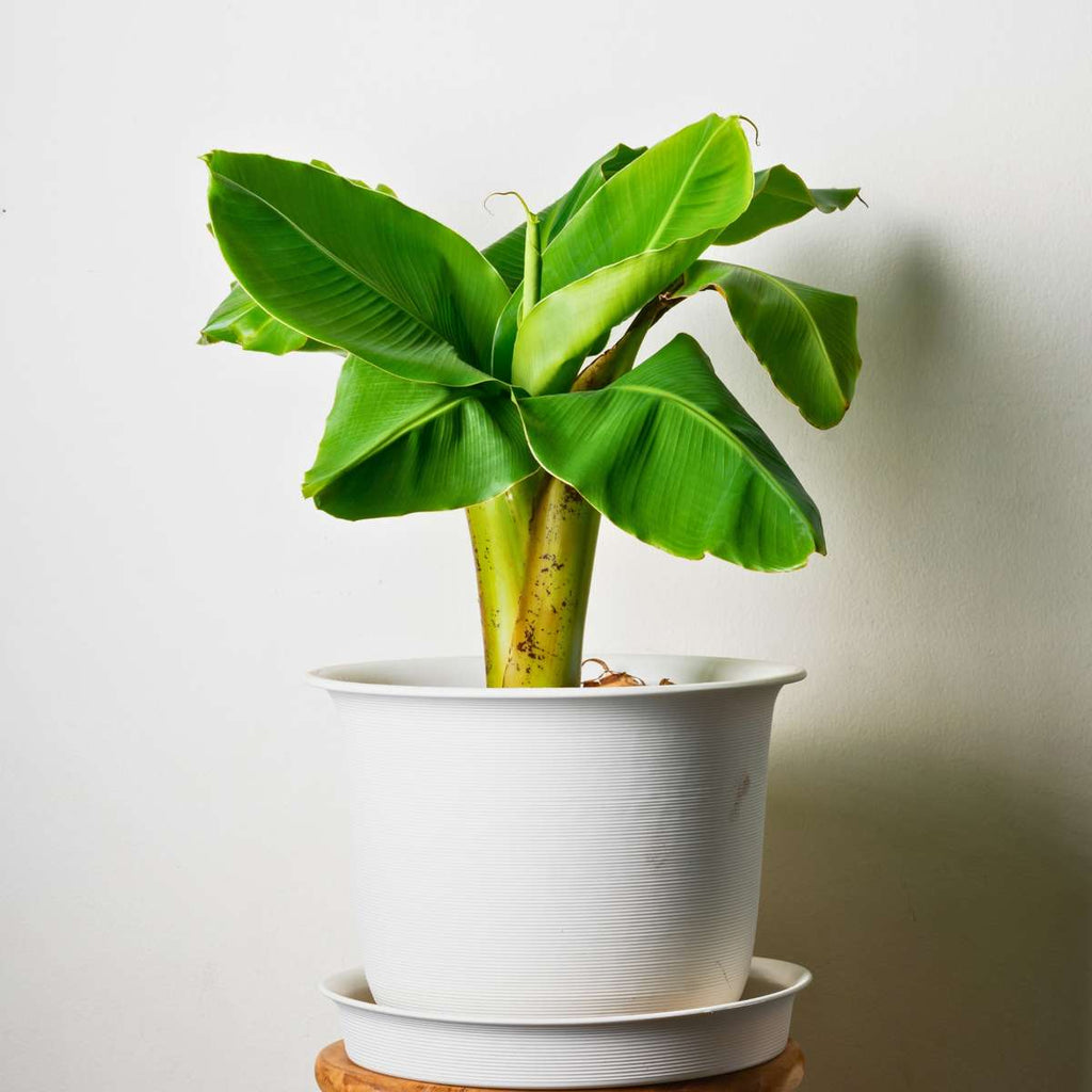 Banan japonez - 3 buc - Musa basjoo - Înălţime 25-40cm - ⌀9cm