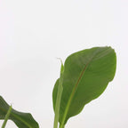 Banan japonez - 3 buc - Musa basjoo - Înălţime 25-40cm - ⌀9cm