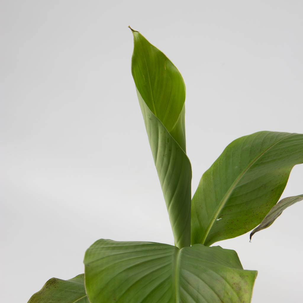 Banan japonez - 3 buc - Musa basjoo - Înălţime 25-40cm - ⌀9cm
