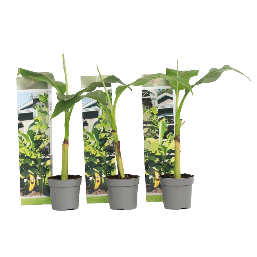 Banan japonez - 3 buc - Musa basjoo - Înălţime 25-40cm - ⌀9cm