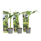 Banan japonez - 3 buc - Musa basjoo - Înălţime 25-40cm - ⌀9cm