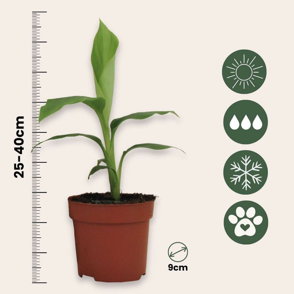 Banan japonez - 3 buc - Musa basjoo - Înălţime 25-40cm - ⌀9cm