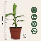 Banan japonez - 3 buc - Musa basjoo - Înălţime 25-40cm - ⌀9cm