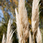 Iarbă de pampas - 3 buc - Cortaderia selloana - Înălţime 25-40cm - ⌀9cm
