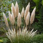 Iarbă de pampas - 6 buc - Cortaderia selloana - Înălţime 25-40cm - ⌀9cm