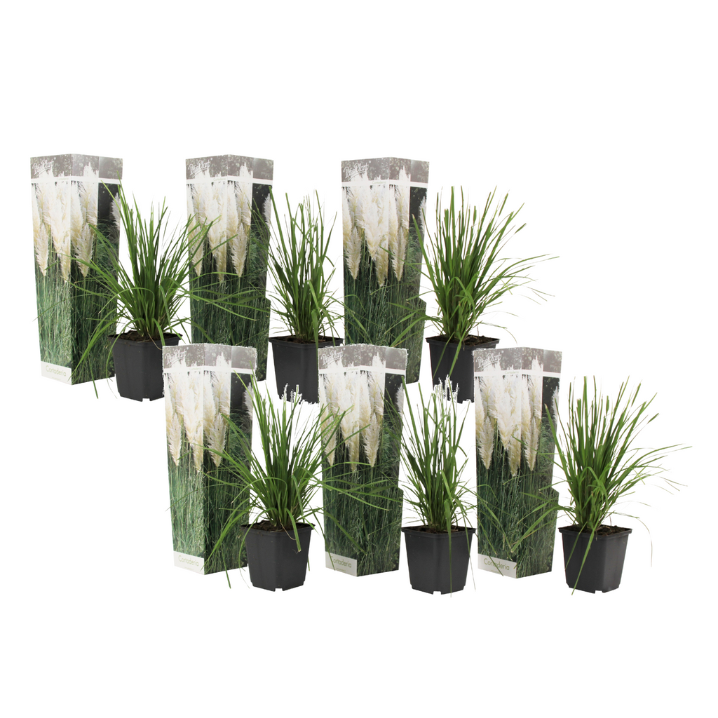 Iarbă de pampas - 6 buc - Cortaderia selloana - Înălţime 25-40cm - ⌀9cm