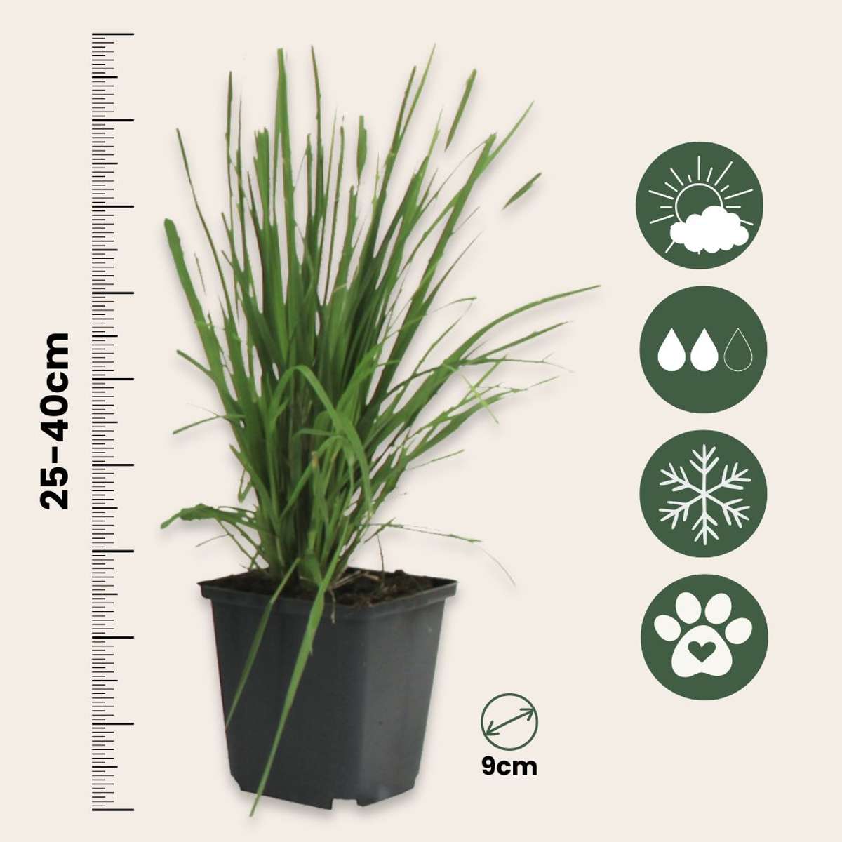Iarbă de pampas - 6 buc - Cortaderia selloana - Înălţime 25-40cm - ⌀9cm