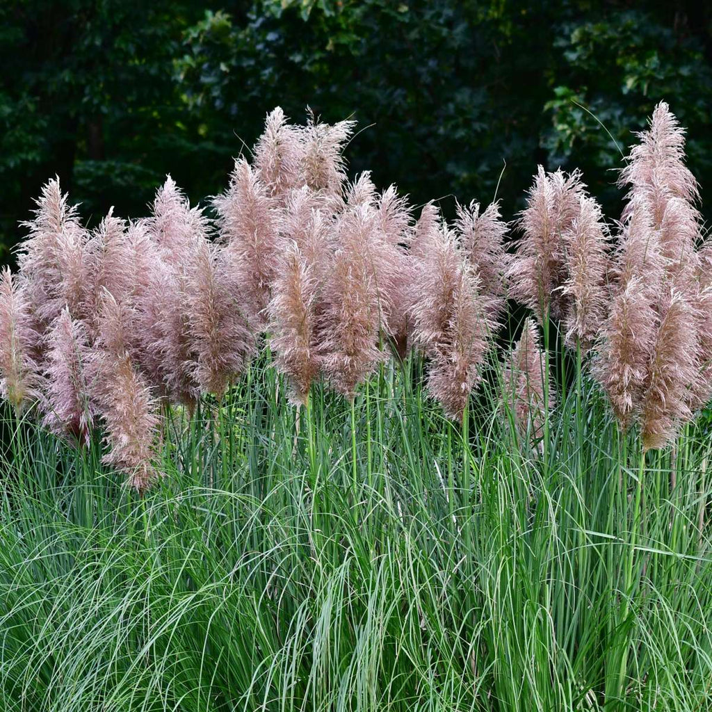 Iarbă de pampas - 6 buc - Cortaderia selloana - Înălţime 25-40cm - ⌀9cm