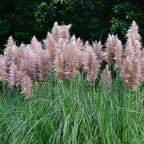 Iarbă de pampas - 6 buc - Cortaderia selloana - Înălţime 25-40cm - ⌀9cm