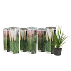 Iarbă de pampas - 6 buc - Cortaderia selloana - Înălţime 25-40cm - ⌀9cm