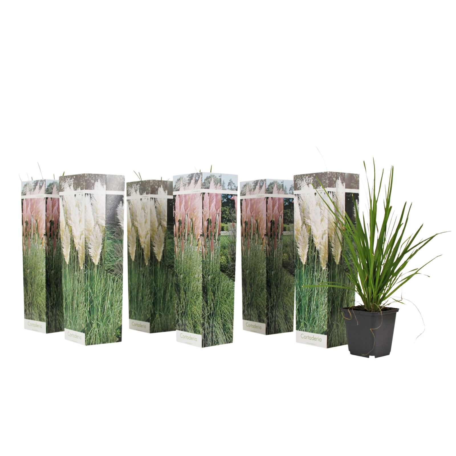 Iarbă de pampas - 6 buc - Cortaderia selloana - Înălţime 25-40cm - ⌀9cm