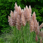 Iarbă de pampas - 3 buc - Cortaderia selloana - Înălţime 25-40cm - ⌀9cm