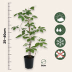 Viță de Canada - 3 buc - Parthenocissus quinquefolia - Înălţime 25-40cm - ⌀9cm