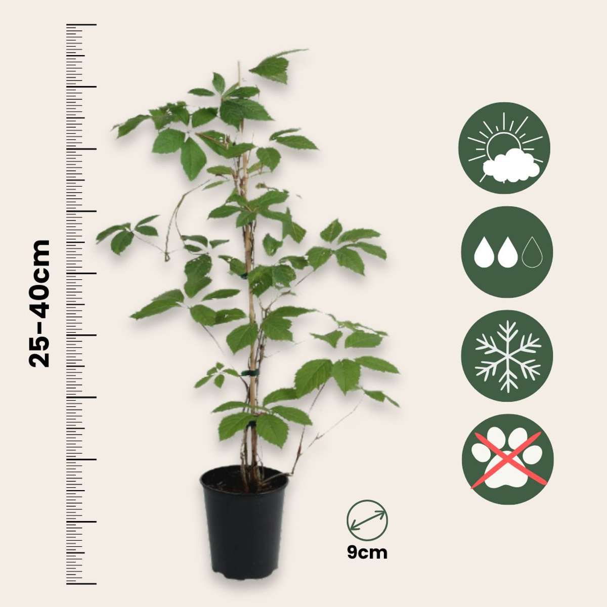 Viță de Canada - 3 buc - Parthenocissus quinquefolia - Înălţime 25-40cm - ⌀9cm