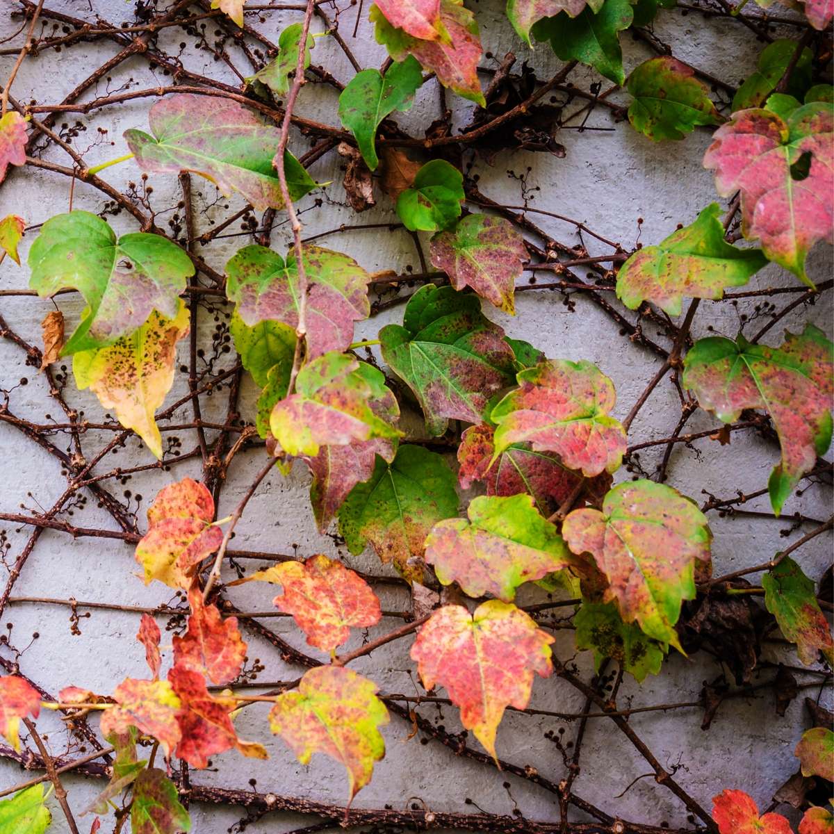 Viță de Canada - 6 buc - Parthenocissus quinquefolia - Înălţime 25-40cm - ⌀9cm