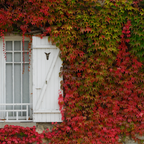 Viță de Canada - 6 buc - Parthenocissus quinquefolia - Înălţime 25-40cm - ⌀9cm