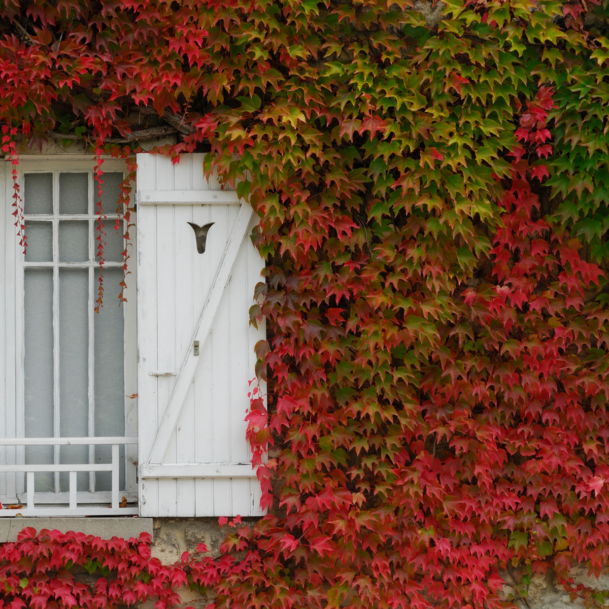 Viță de Canada - 6 buc - Parthenocissus quinquefolia - Înălţime 25-40cm - ⌀9cm