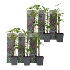 Viță de Canada - 6 buc - Parthenocissus quinquefolia - Înălţime 25-40cm - ⌀9cm