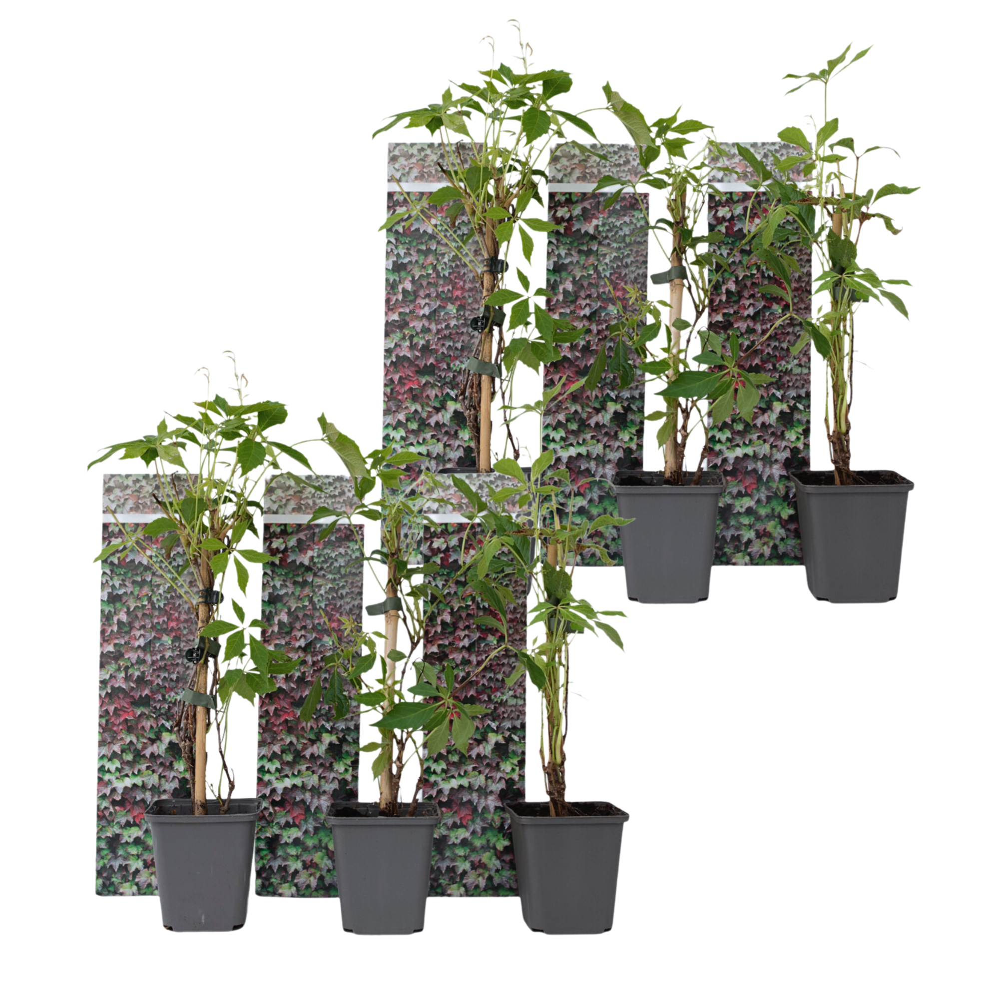 Viță de Canada - 6 buc - Parthenocissus quinquefolia - Înălţime 25-40cm - ⌀9cm