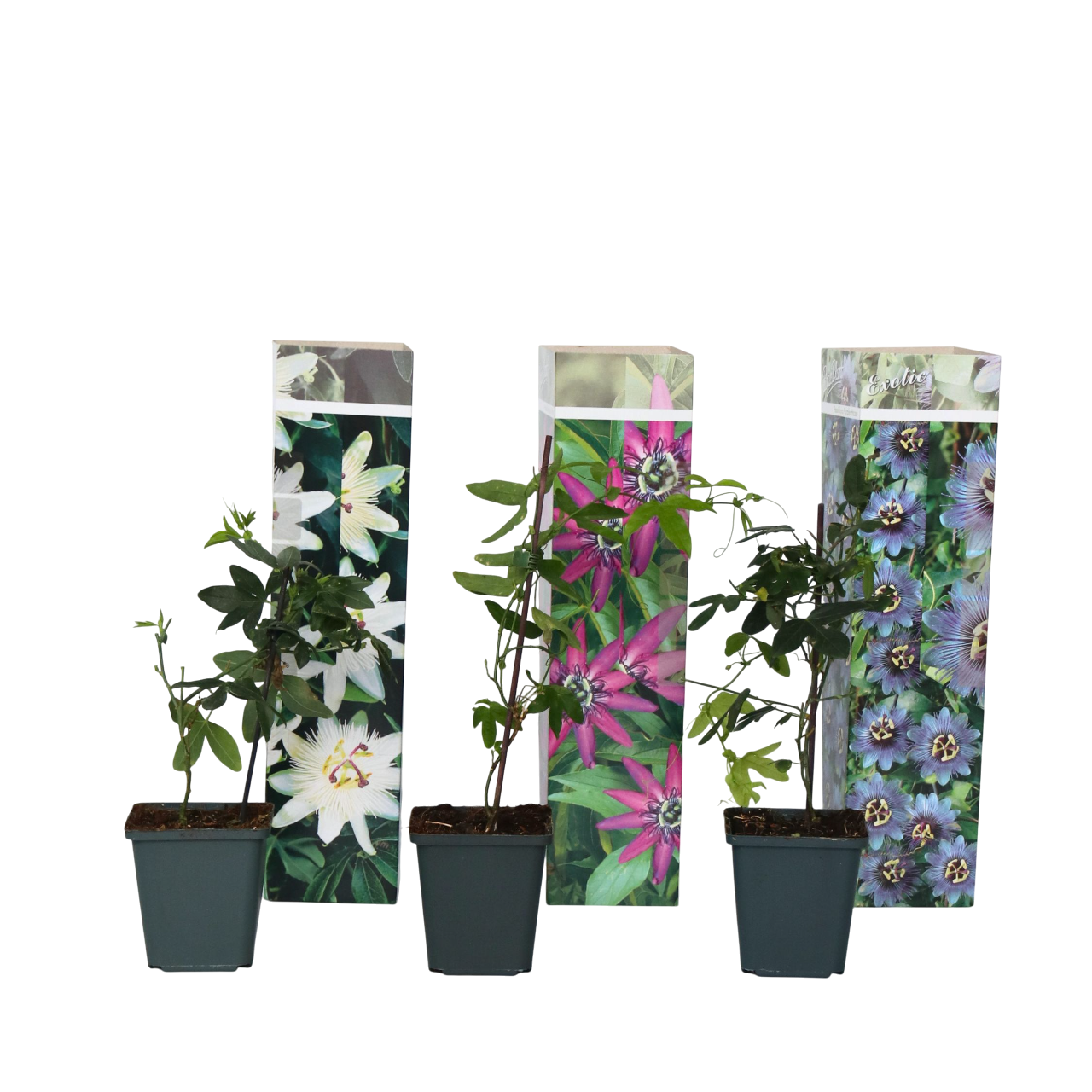 Floarea pasiunii - 3 buc - Passiflora hybridum - Înălţime 25-40cm - ⌀9cm