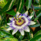 Floarea pasiunii - 3 buc - Passiflora hybridum - Înălţime 25-40cm - ⌀9cm