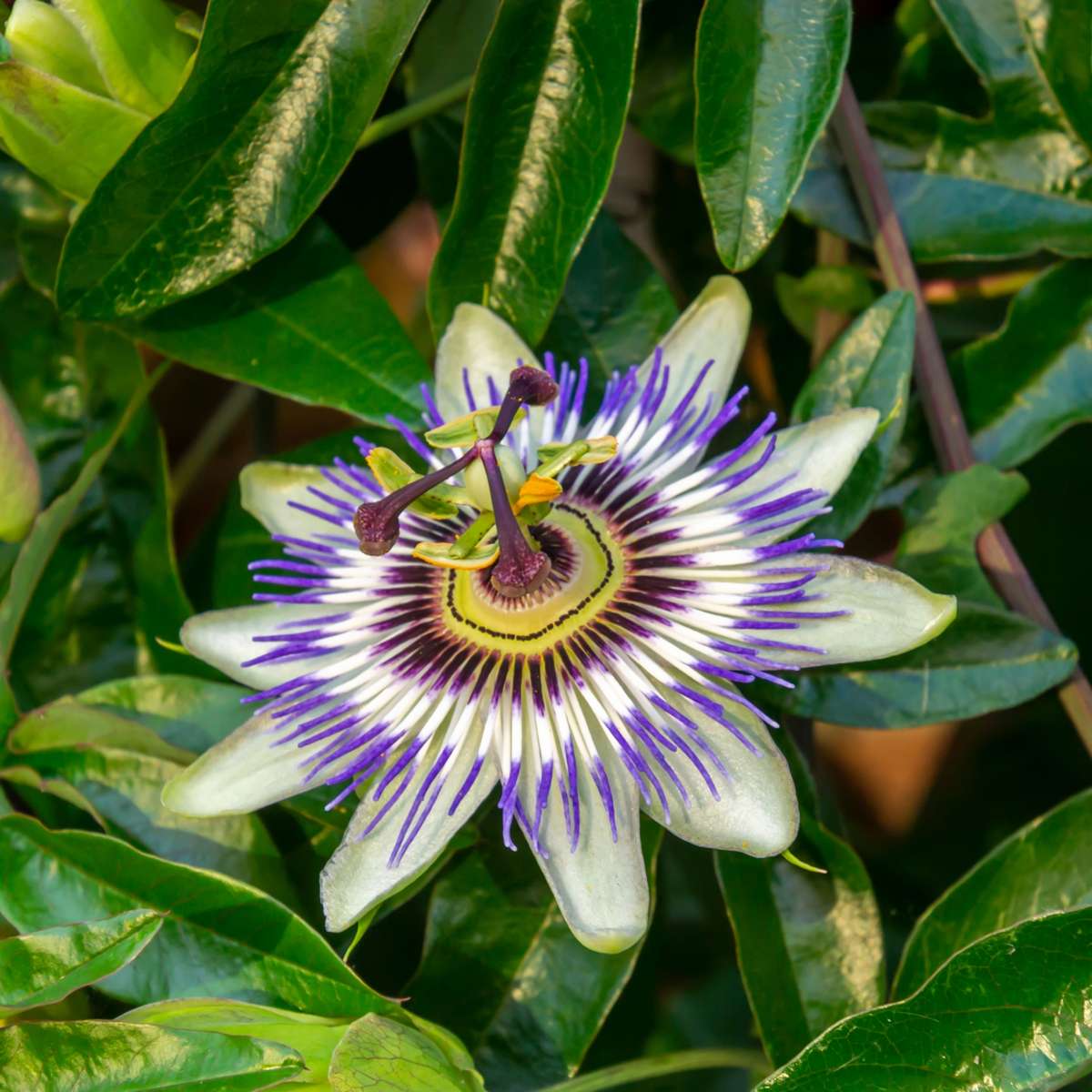 Floarea pasiunii - 3 buc - Passiflora hybridum - Înălţime 25-40cm - ⌀9cm
