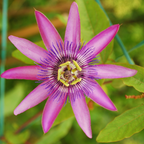 Floarea pasiunii - 3 buc - Passiflora hybridum - Înălţime 25-40cm - ⌀9cm