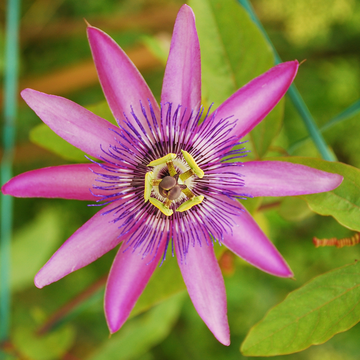 Floarea pasiunii - 3 buc - Passiflora hybridum - Înălţime 25-40cm - ⌀9cm