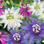 Floarea pasiunii - 3 buc - Passiflora hybridum - Înălţime 25-40cm - ⌀9cm